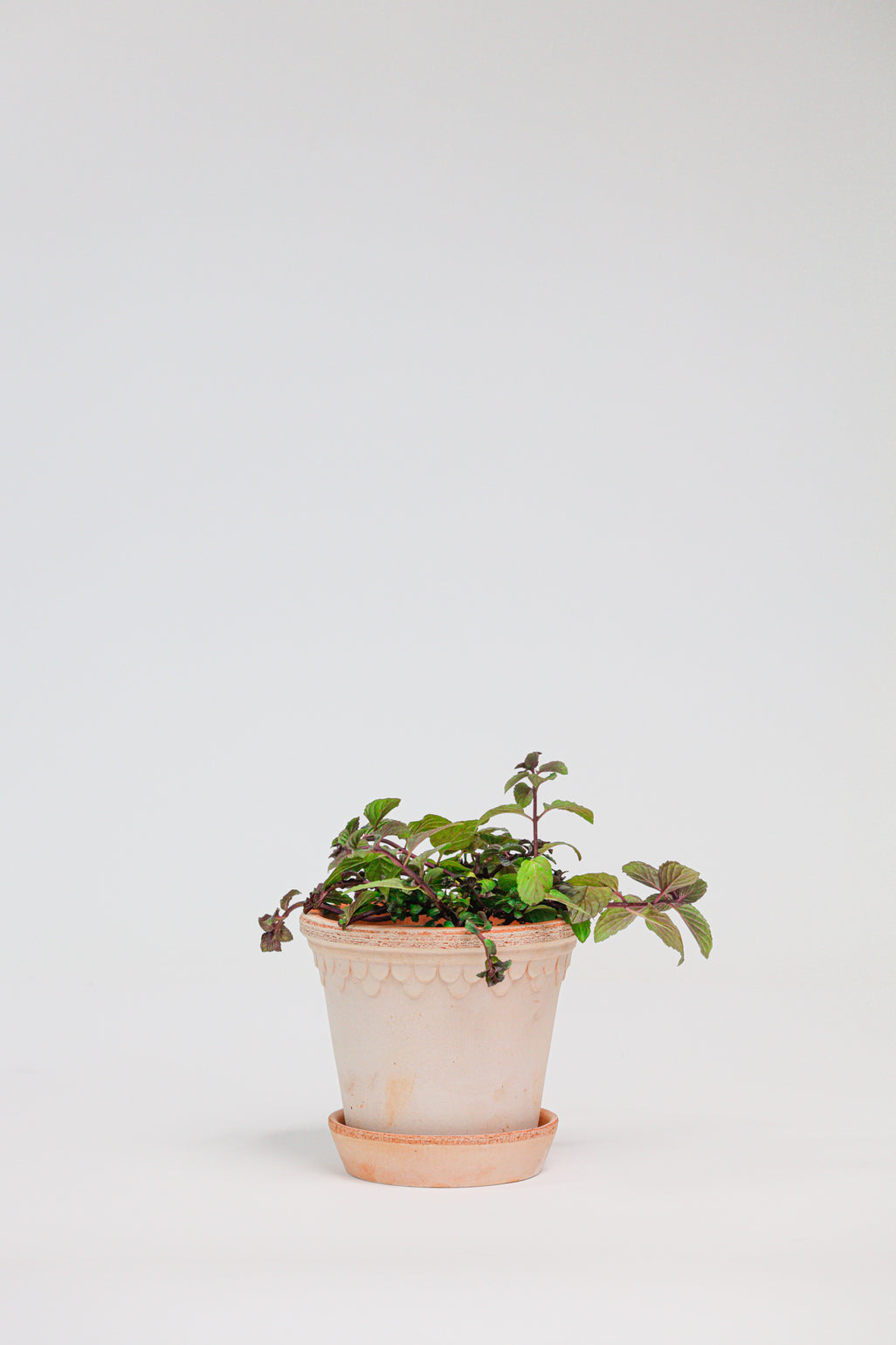 products/SotoProductShootLowQ-1724.jpg